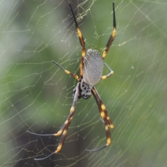 Unidentified Orb-weaving spider (several families) at Lake Conjola, NSW - 1 Mar 2024 by RAllen