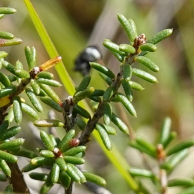 Calytrix tetragona (Common Fringe-myrtle) at Marulan, NSW - 8 Apr 2024 by RobG1