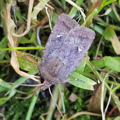Proteuxoa bistrigula (An Owlet Moth) at QPRC LGA - 13 Apr 2024 by MatthewFrawley
