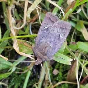 Proteuxoa bistrigula at QPRC LGA - 13 Apr 2024 03:24 PM