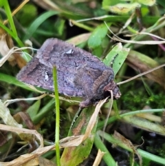 Proteuxoa bistrigula at QPRC LGA - 13 Apr 2024