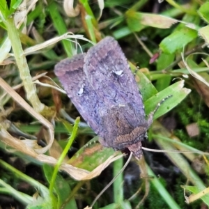 Proteuxoa bistrigula at QPRC LGA - 13 Apr 2024