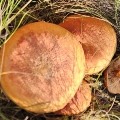 Gymnopilus junonius (Spectacular Rustgill) at Gundaroo, NSW - 12 Apr 2024 by Gunyijan