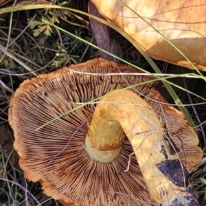 Gymnopilus junonius at Gundaroo, NSW - 12 Apr 2024