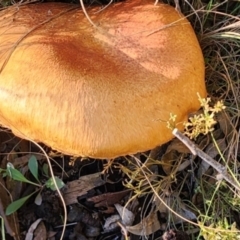 Gymnopilus junonius at Gundaroo, NSW - 12 Apr 2024