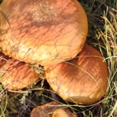 Gymnopilus junonius at Gundaroo, NSW - 12 Apr 2024