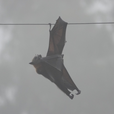 Pteropus poliocephalus (Grey-headed Flying-fox) at Hall, ACT - 13 Apr 2024 by Anna123