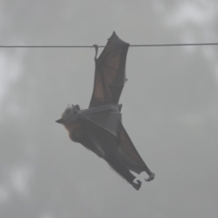 Pteropus poliocephalus (Grey-headed Flying-fox) at Hall, ACT - 12 Apr 2024 by Anna123