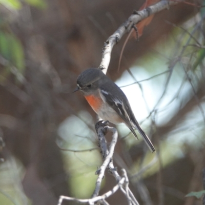 Petroica boodang (Scarlet Robin) at Hall, ACT - 13 Apr 2024 by Anna123