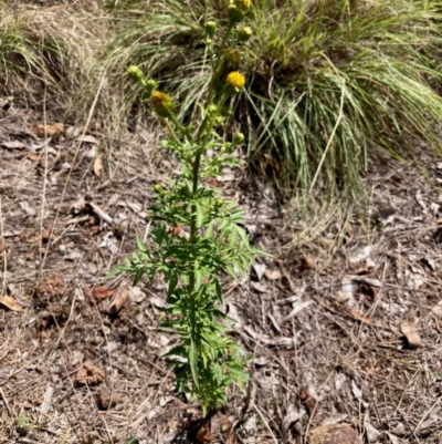 Bidens subalternans (Greater Beggars Ticks) at Strathnairn, ACT - 8 Apr 2024 by Rosie