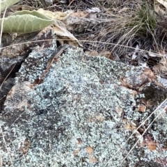 Ctenotus taeniolatus (Copper-tailed Skink) at Woodstock Nature Reserve - 8 Apr 2024 by Rosie