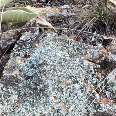 Ctenotus taeniolatus (Copper-tailed Skink) at Strathnairn, ACT - 8 Apr 2024 by Rosie