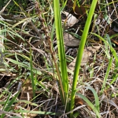 Lomandra longifolia (Spiny-headed Mat-rush, Honey Reed) at Hawker, ACT - 13 Apr 2024 by sangio7