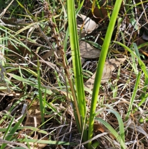 Lomandra longifolia at The Pinnacle - 13 Apr 2024 02:36 PM