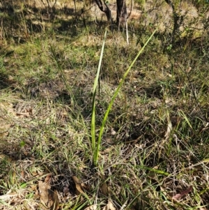 Lomandra longifolia at The Pinnacle - 13 Apr 2024 02:36 PM