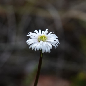 Lagenophora gracilis at Marulan, NSW - 8 Apr 2024