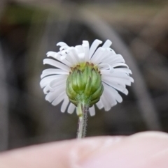 Lagenophora gracilis at Marulan, NSW - 8 Apr 2024