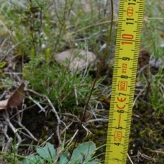 Lagenophora gracilis at Marulan, NSW - 8 Apr 2024