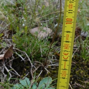 Lagenophora gracilis at Marulan, NSW - 8 Apr 2024