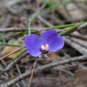 Comesperma defoliatum at Marulan, NSW - 8 Apr 2024