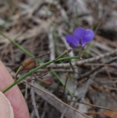 Comesperma defoliatum at Marulan, NSW - 8 Apr 2024