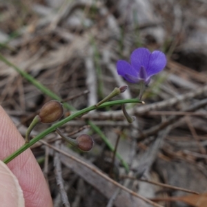 Comesperma defoliatum at Marulan, NSW - 8 Apr 2024