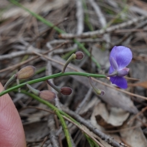 Comesperma defoliatum at Marulan, NSW - 8 Apr 2024