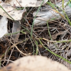 Comesperma defoliatum at Marulan, NSW - 8 Apr 2024