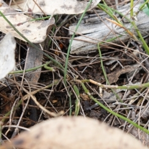 Comesperma defoliatum at Marulan, NSW - 8 Apr 2024