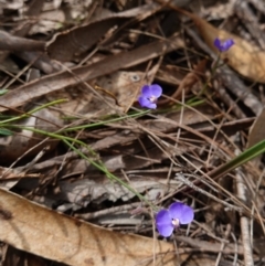 Comesperma defoliatum at Marulan, NSW - 8 Apr 2024