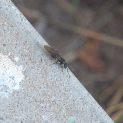 Formicidae (family) (Unidentified ant) at Lyons, ACT - 13 Apr 2024 by ran452