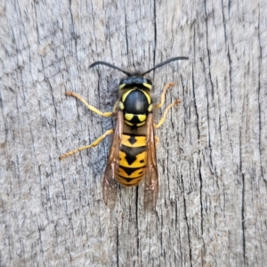 Vespula germanica at QPRC LGA - 13 Apr 2024 05:25 PM