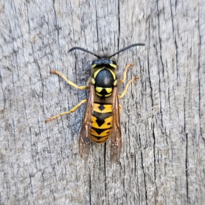 Vespula germanica (European wasp) at Braidwood, NSW - 13 Apr 2024 by MatthewFrawley
