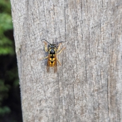 Vespula germanica at QPRC LGA - 13 Apr 2024