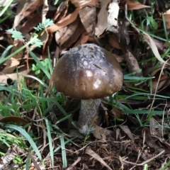 Amanita sp. (Amanita sp.) at Mongarlowe River - 13 Apr 2024 by LisaH