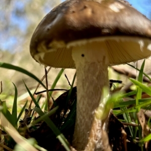 Amanita sp. at QPRC LGA - suppressed