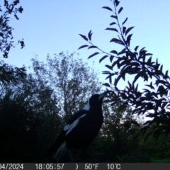 Gymnorhina tibicen (Australian Magpie) at QPRC LGA - 13 Apr 2024 by MatthewFrawley