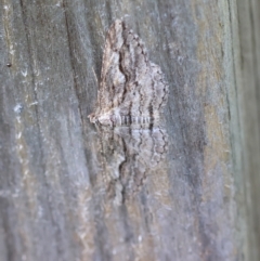 Syneora strixata (Long-winged Bark Moth) at Mongarlowe River - 13 Apr 2024 by LisaH