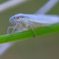 Unidentified Leafhopper or planthopper (Hemiptera, several families) at Mongarlowe River - 13 Apr 2024 by LisaH