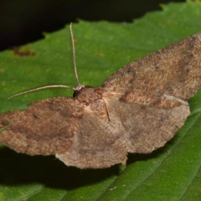 Furcatrox (genus) (A Cape-moth) at QPRC LGA - 8 Apr 2024 by DianneClarke