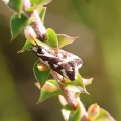 Epithymema incomposita (Chezela group) at Mongarlowe, NSW - 13 Apr 2024 by LisaH