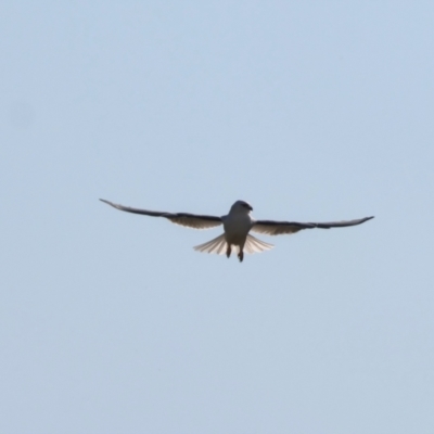 Elanus axillaris (Black-shouldered Kite) at QPRC LGA - 13 Apr 2024 by LisaH