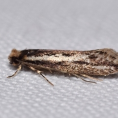 Tineidae (family) (Clothes moths (Tineidae)) at QPRC LGA - 11 Apr 2024 by DianneClarke
