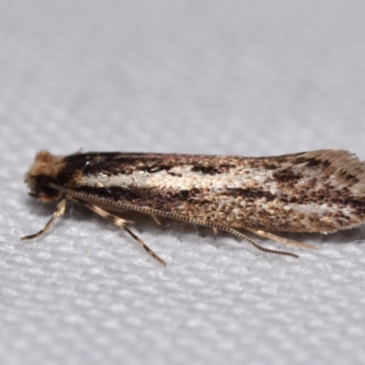 Tineidae (family) (Clothes moths (Tineidae)) at QPRC LGA - 11 Apr 2024 by DianneClarke
