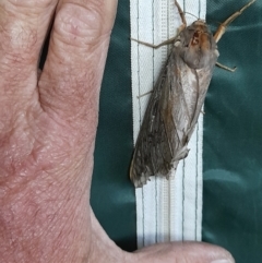 Abantiades atripalpis (Bardee grub/moth, Rain Moth) at Yarralumla, ACT - 13 Apr 2024 by VanceLawrence