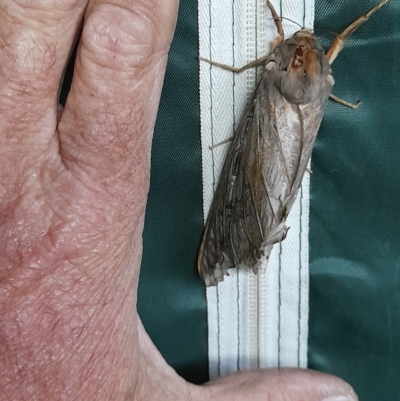 Abantiades atripalpis (Bardee grub/moth, Rain Moth) at Yarralumla, ACT - 13 Apr 2024 by VanceLawrence