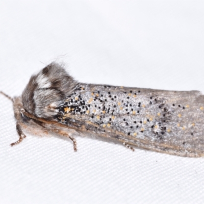 Oenosandra boisduvalii (Boisduval's Autumn Moth) at QPRC LGA - 11 Apr 2024 by DianneClarke