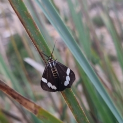 Nyctemera amicus (Senecio Moth, Magpie Moth, Cineraria Moth) at QPRC LGA - 13 Apr 2024 by clarehoneydove