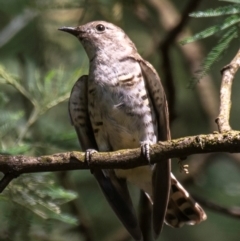 Chalcites lucidus at Poowong East, VIC - 2 Feb 2019 11:57 AM