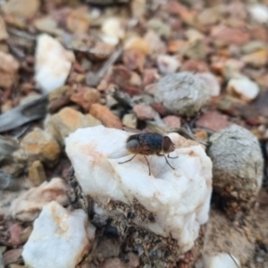 Calliphora sp. (genus) at QPRC LGA - 13 Apr 2024